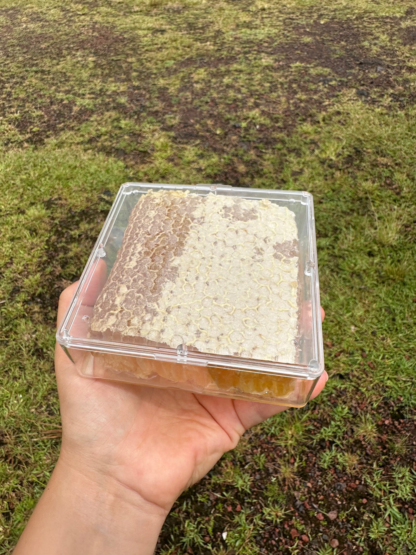 Honeycomb
