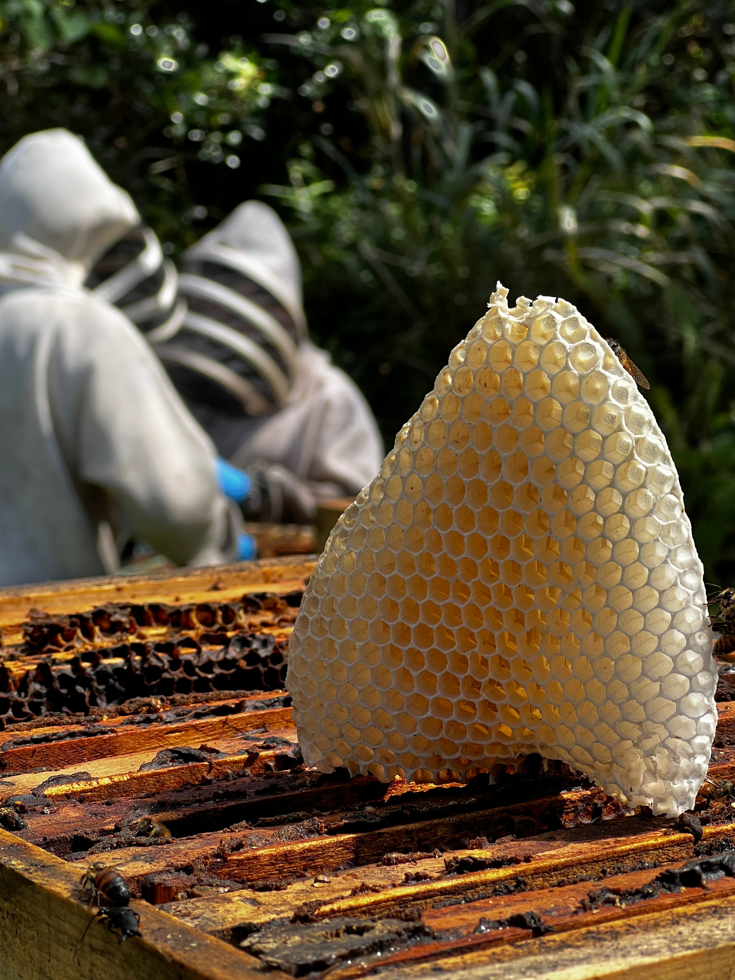 hawaiianhoneyats Review 2026: Is It Worth It? (+ Coupon Codes)
