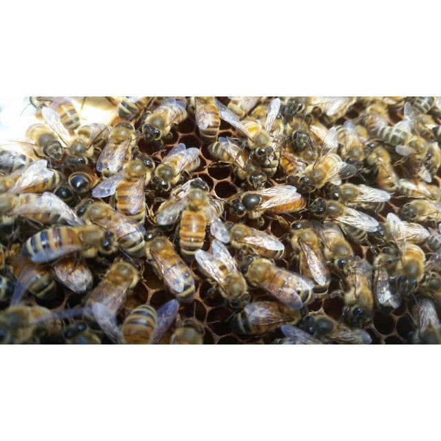 Queens - Hawaiian Honey AT&S